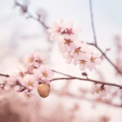 Weleda Zwangerschapsolie 10 Weleda Zwangerschapsolie -Zacht Huid Verkoop 1200x1199 10