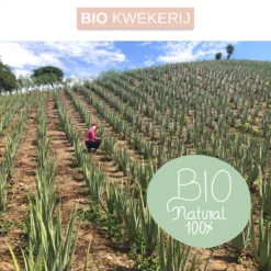 Dr. Green® 1x- Aloë Vera Blad - MAAK GEL IN 3 MINUTEN - 100% Puur - Biologisch -Zacht Huid Verkoop 1200x1200 1263