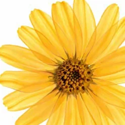 Kneipp Arnica Active - Massageolie -Zacht Huid Verkoop 1200x1200 1306