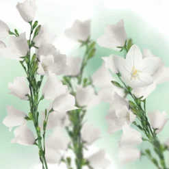 Kneipp Balancing - Massageolie -Zacht Huid Verkoop 1200x1200 1314