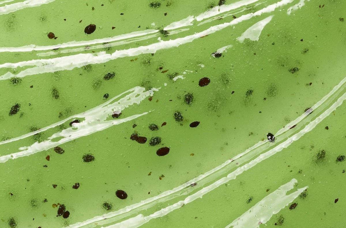 L'Oréal Paris Sugar Scrub Kiwi Gezichtsscrub - Zuiverend En Verzorgend 17 L'Oréal Paris Sugar Scrub Kiwi Gezichtsscrub - Zuiverend En Verzorgend - Afbeelding 17