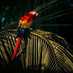 Kahai Oil - Monster 2 Ml - 100% Natuurlijke Anti-Aging Gezichtsolie - Cacay Olie - Huidverzorging - Krijg €3,- Retour Bij De Volgende Bestelling! -Zacht Huid Verkoop 1200x800 18