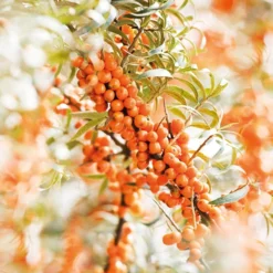 Weleda DUINDOORN VITALISERENDE BODY LOTION -Zacht Huid Verkoop 1200x800 34