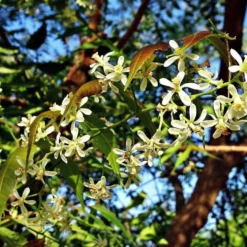 Neemolie Puur 20ml Pipetfles - Koudgeperste En Onbewerkte Neem Olie Voor Huid, Planten En Dieren -Zacht Huid Verkoop 1200x820