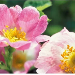 Weleda Wilde Rozen Vitaliserende Gezichtscrème Light 6 Weleda Wilde Rozen Vitaliserende Gezichtscrème Light -Zacht Huid Verkoop 1200x822 1