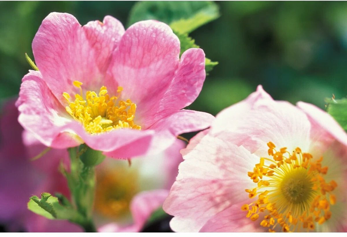 Weleda Wilde Rozen Vitaliserende Dagcrème 3 Weleda Wilde Rozen Vitaliserende Dagcrème - Afbeelding 3