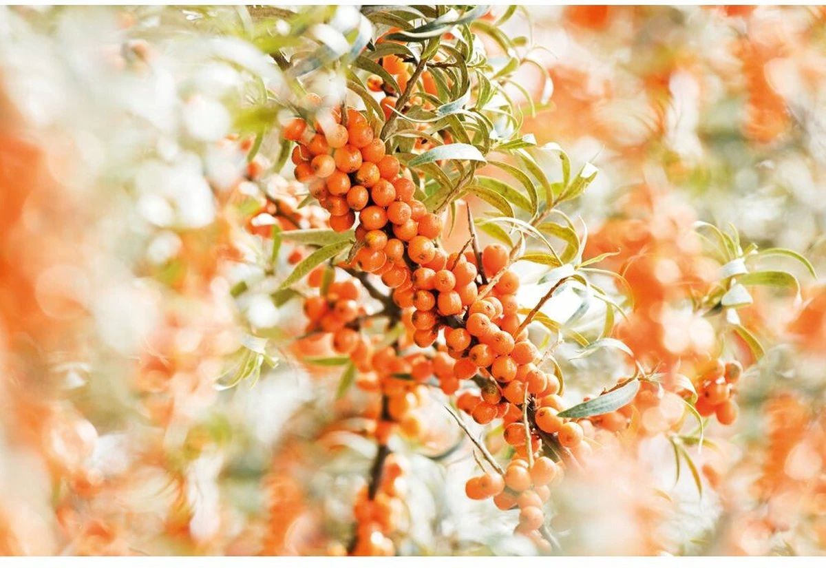 Weleda Duindoorn Vitaliserende Body Olie 2 Weleda Duindoorn Vitaliserende Body Olie - Afbeelding 2