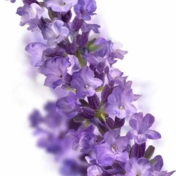 Kneipp Relaxing - Huidolie -Zacht Huid Verkoop 703x1200 4