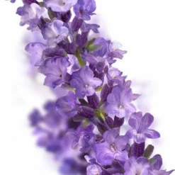 Kneipp Relaxing - Massageolie -Zacht Huid Verkoop 703x1200 5